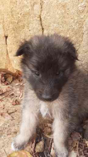 Cuccioli di pastore belga tervueren e groenendael