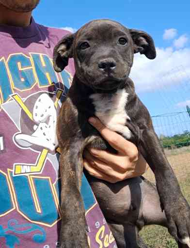 Cucciolo di staffordshire bull terrier