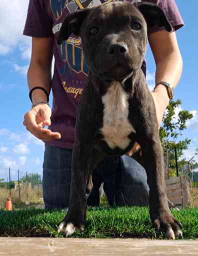 Cucciolo di staffordshire bull terrier