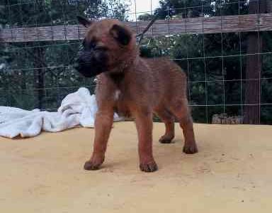 Cuccioli di Malinois
